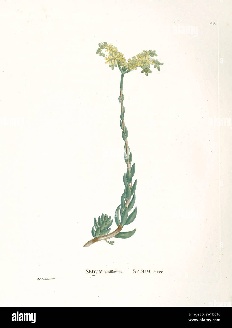 Sedum sediforme hier als Sedum altissimum aus der Geschichte der Sukkulenten Pflanzen [Plantarum historia succulentarum / Histoire des plantes Grasses] gemalt von Pierre-Joseph Redouté und beschrieben von Augustin Pyramus de Candolle Sedum ist eine große Gattung blühender Pflanzen in der Familie Crassulaceae, deren Mitglieder allgemein als Steinpilze bekannt sind Stockfoto