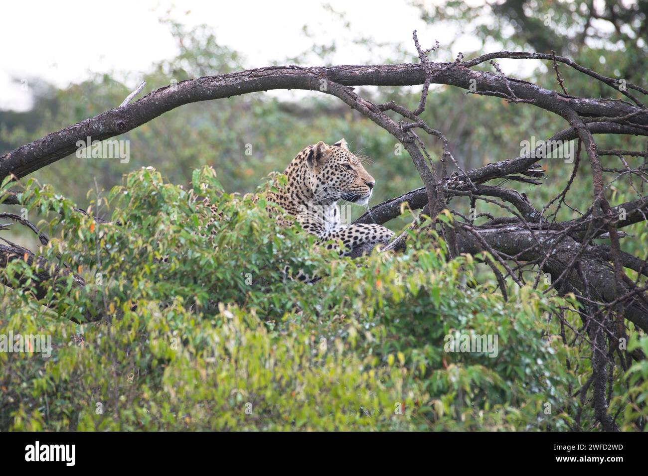 Leopard (Panthera pardus) ruht in einem Baum Stockfoto