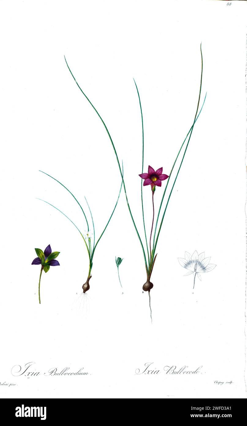 Ixia Bulbocodium syn Romulea flava, auch bekannt als Greenbract froetang, ist eine blühende Pflanzenart aus der Iris-Familie Iridaceae. Von Pierre-Joseph Redoutés Les Liliacées ein Band über Pflanzenarten der Lilienfamilie und verwandt mit dieser Familie. Die von 1802 bis 1816 hergestellten Platten stammen aus Kaiserin Josephines umfangreicher Pflanzensammlung in ihren Gärten in Malmaison, Stockfoto