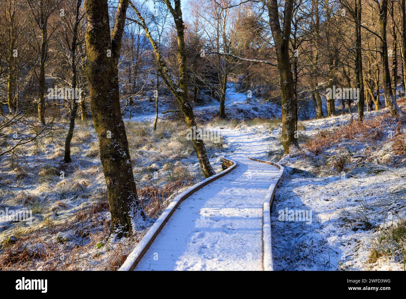 Eine schneebedeckte Promenade durch den Wald bei Brig o' Turk, Trossachs, Stirling, Schottland Stockfoto