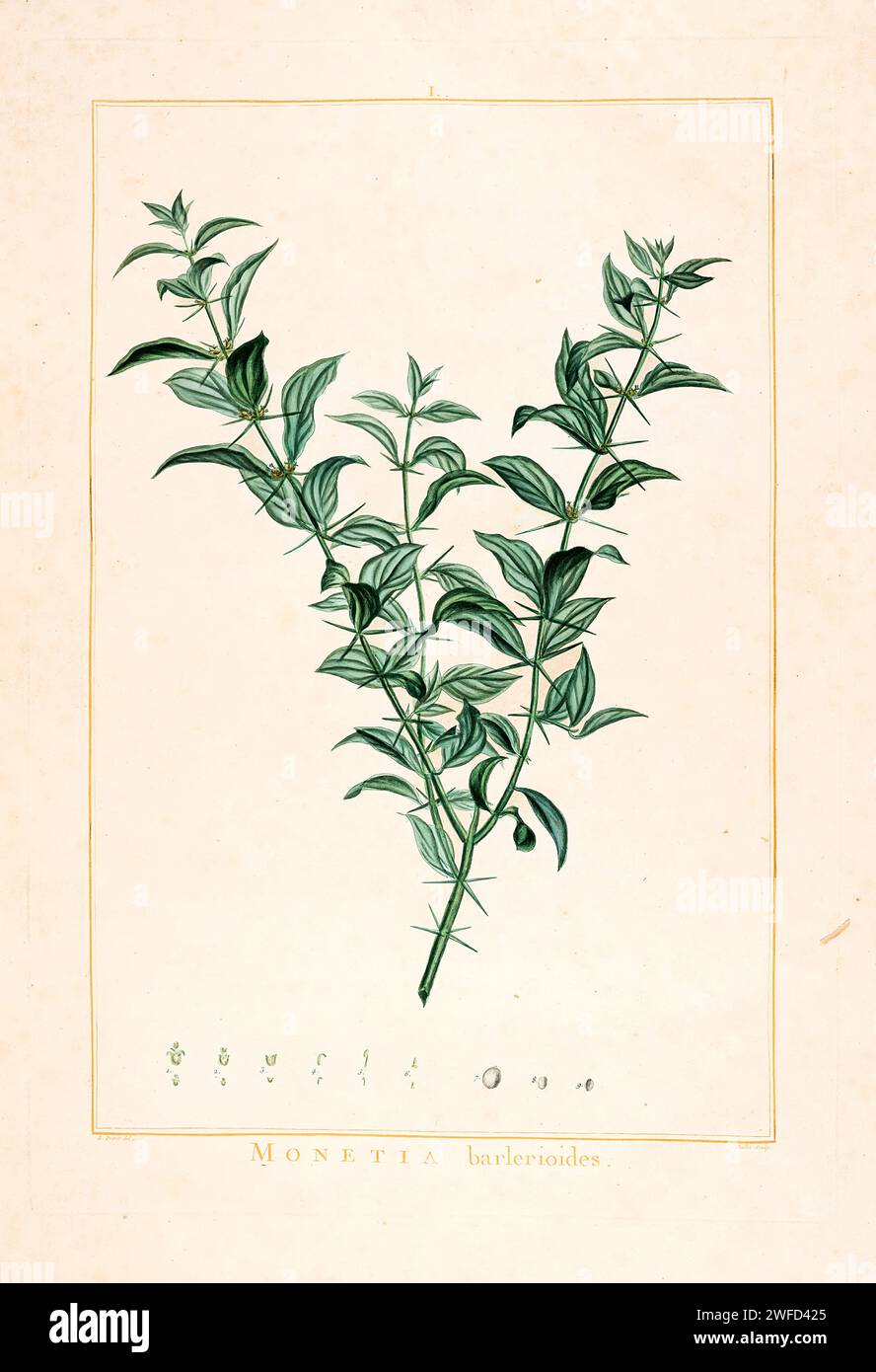 Azima tetracantha (syn. Monetia barlerioides L'her.) Ist eine Zierpflanze aus der Familie der Salvadoraceae. Gebräuchlicher Name: Bee Sting Bush. Diese Pflanze wird im ayurveda allgemein als „Yashankala“ bezeichnet. Sein Laub ist ein wichtiges Arzneimittel für Behandlungen nach der Schwangerschaft, dasselbe wird auch für „Karkidaka-Behandlungen“ verwendet, die in Kerala berühmt sind. Handgemalt von Pierre-Joseph Redouté im Jahr 1784 Stockfoto