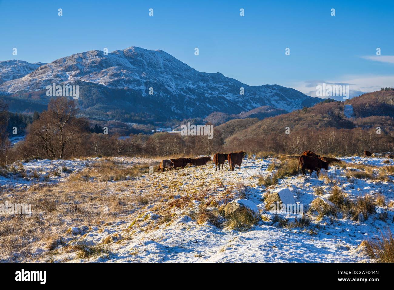 The Druim in der Nähe von Brig o' Turk mit einem schneebedeckten Ben Venue, Trossachs, Stirling, Schottland Stockfoto