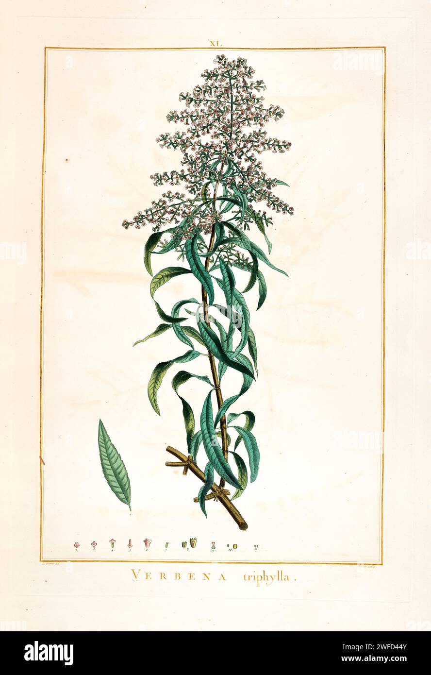 Aloysia citrodora, hier als Verbena triphylla, ist eine blühende Pflanze aus der Familie der Verbenaceae, die in Südamerika beheimatet ist. Andere gebräuchliche Bezeichnungen sind Zitronenbierrush. Es wurde im 17. Jahrhundert von den Spaniern und Portugiesen nach Europa gebracht und wegen seines Öls angebaut. Handgemalt von Pierre-Joseph Redouté im Jahr 1784 Stockfoto