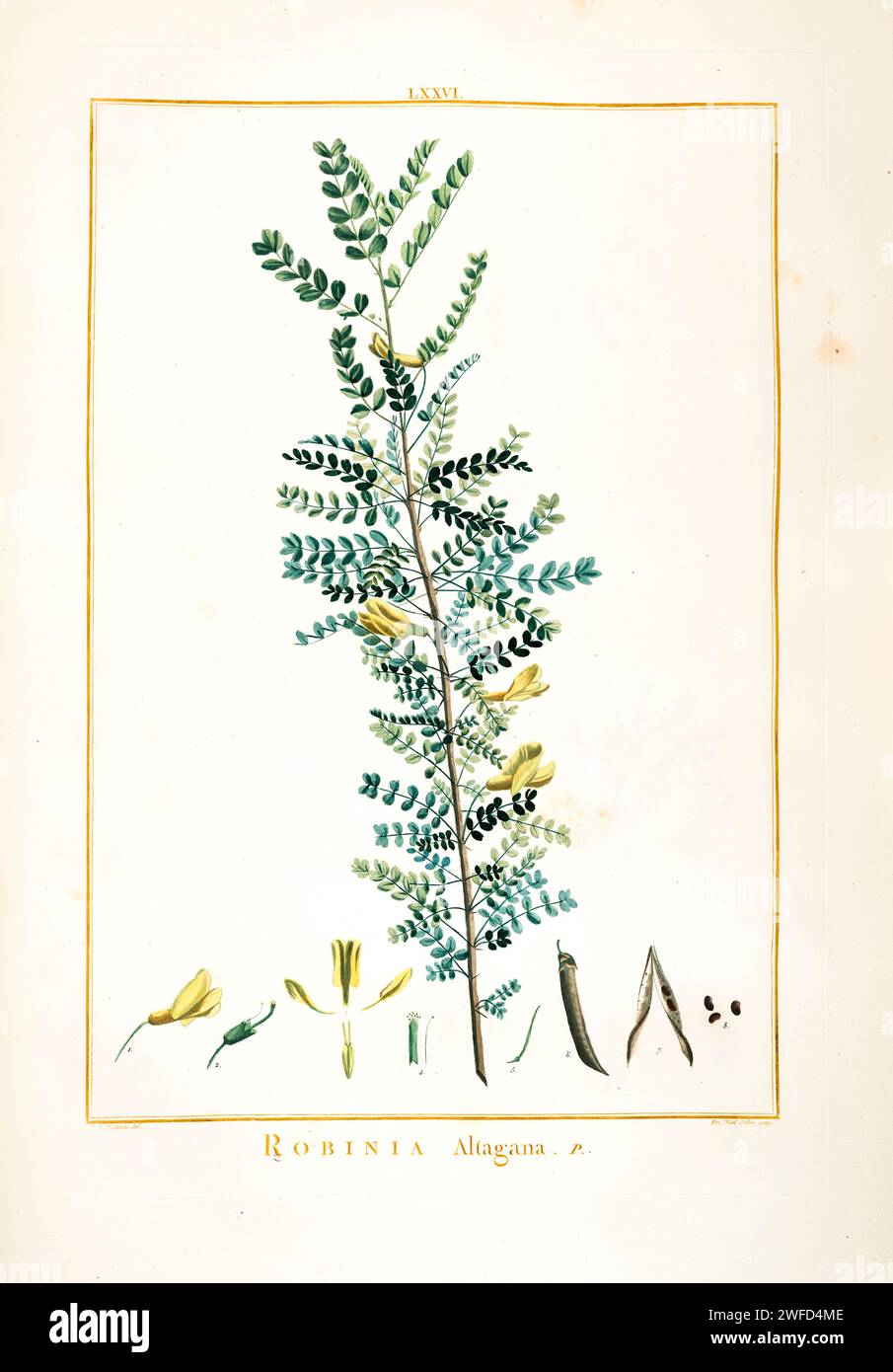 Robinia altagana syn Caragana arborescens handgemalt von Pierre-Joseph Redouté und veröffentlicht in Stirpes Novae aut minus Cognitae (1784) von Charles Louis L’Héritier de Brutelle. Caragana arborescens, der sibirische Erbsenbaum, oder Caragana, ist eine Art von Hülsenfrüchten, die in Sibirien und Teilen Chinas und der benachbarten Mongolei und Kasachstan beheimatet ist. Es wurde von eurasischen Einwanderern in die Vereinigten Staaten gebracht, die es auf ihrer Westreise als Nahrungsquelle nutzten. Stockfoto