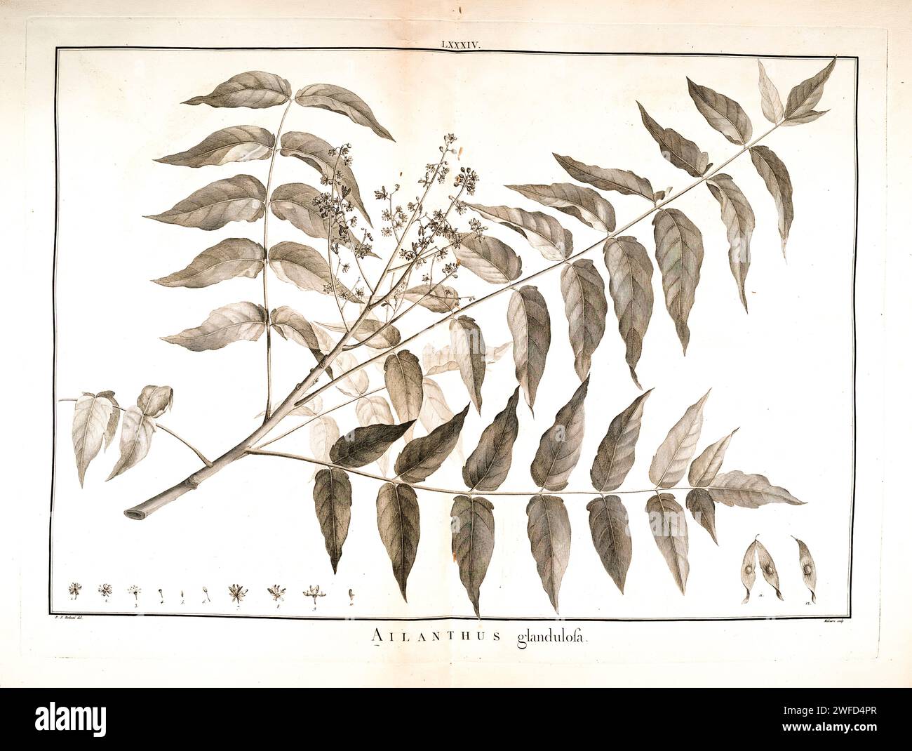 Ailanthus altissima hier als Ailanthus glandulosa allgemein bekannt als Baum des Himmels, Ailanthus, Lackbaum, Kopalbaum, stinkender Sumak, chinesischer Sumak, oder auf Chinesisch als Chouchun, ist ein Laubbaum aus der Familie der Simaroubaceae. Sie stammt aus Nordost- und Zentralchina und Taiwan, die von Pierre-Joseph Redouté handgemalt und 1784 von Charles Louis L’Héritier de Brutelle in Stirpes Novae aut minus Cognitae veröffentlicht wurden. Stockfoto