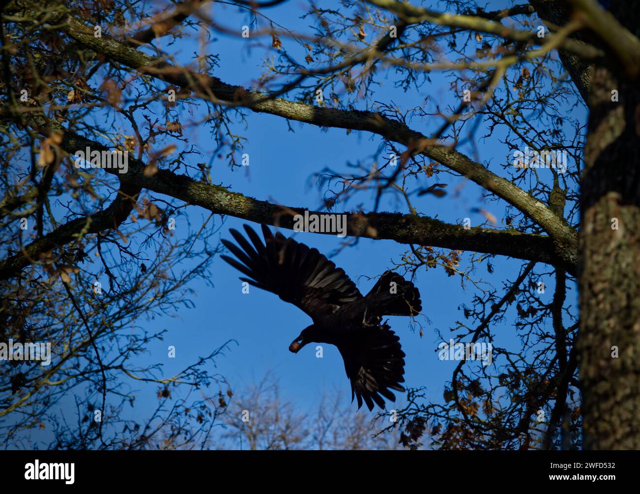 Ein Turm (Corvus frugilegus) auf der Flucht mit seiner kostbaren Beute, die eine Walnuss ist, im Schnabel Stockfoto