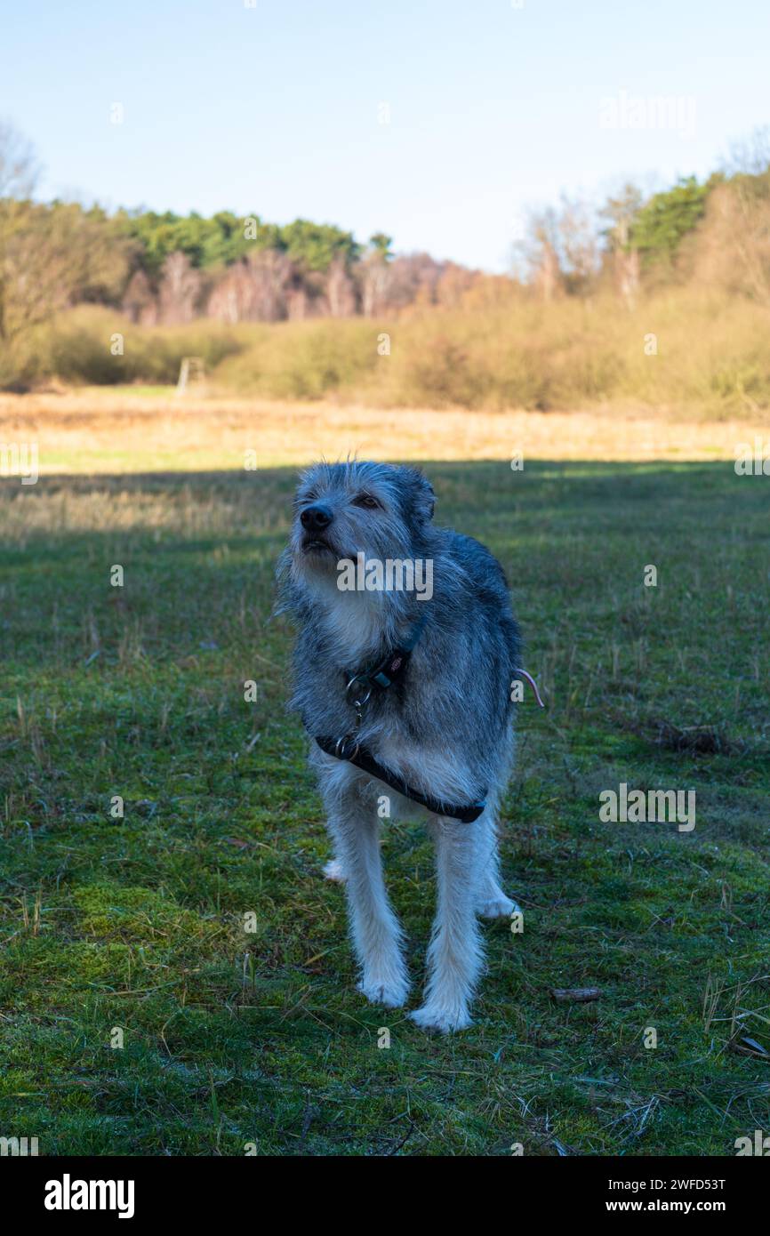 Ein schmutziger Hund in einem Hartzeug steht auf einem grasbewachsenen Feld mit einer Waldkulisse unter klarem Himmel wachsam. Stockfoto