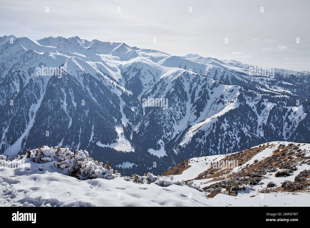 Panoramablick von der Spitze der Hanglage auf schneebedeckte hohe Berge. Karakol Gorge, Skigebiet in Kirgisistan. Winterlandschaft, Bergkette Stockfoto