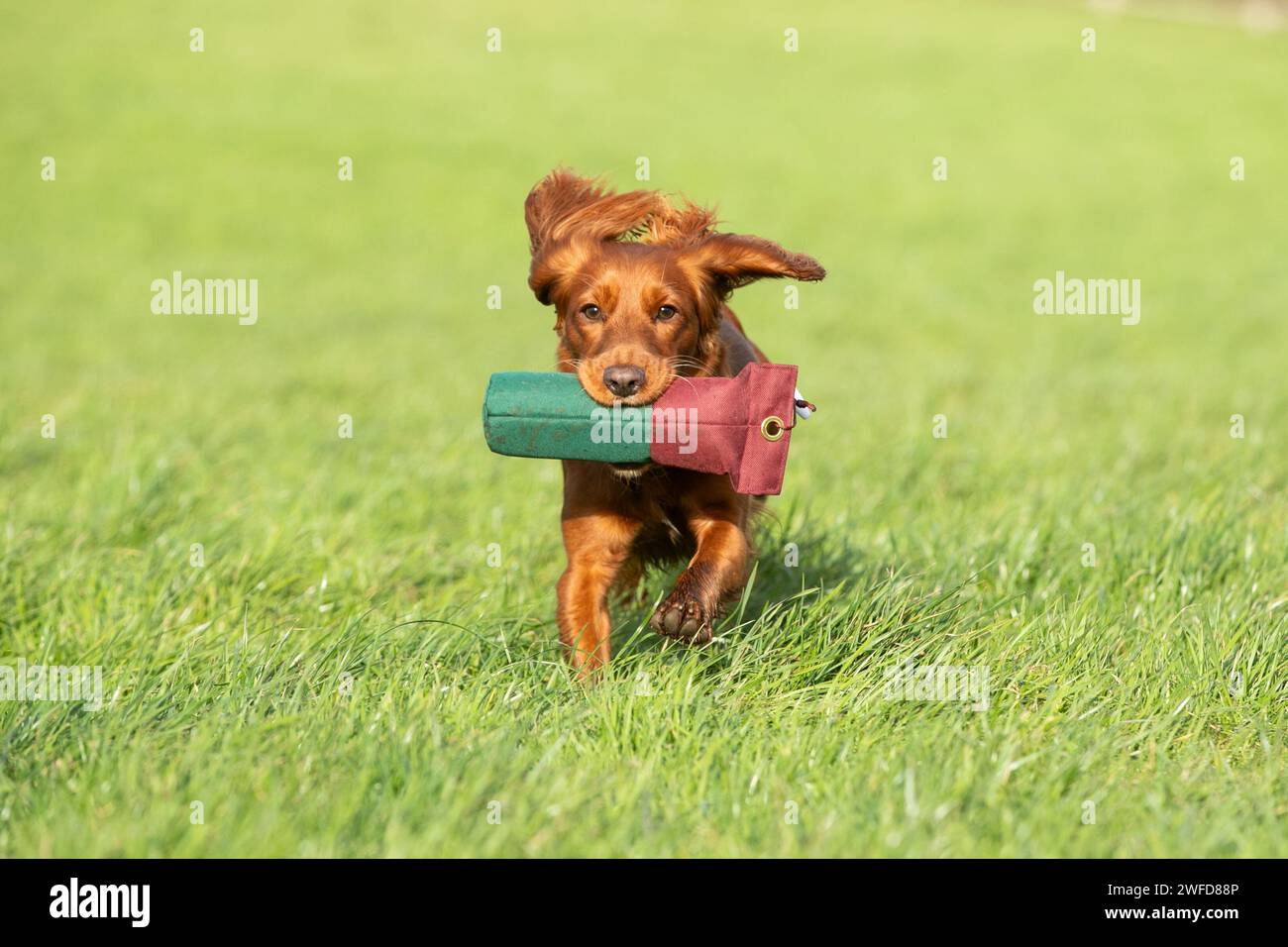 Gundog-Training mit Welpen Stockfoto