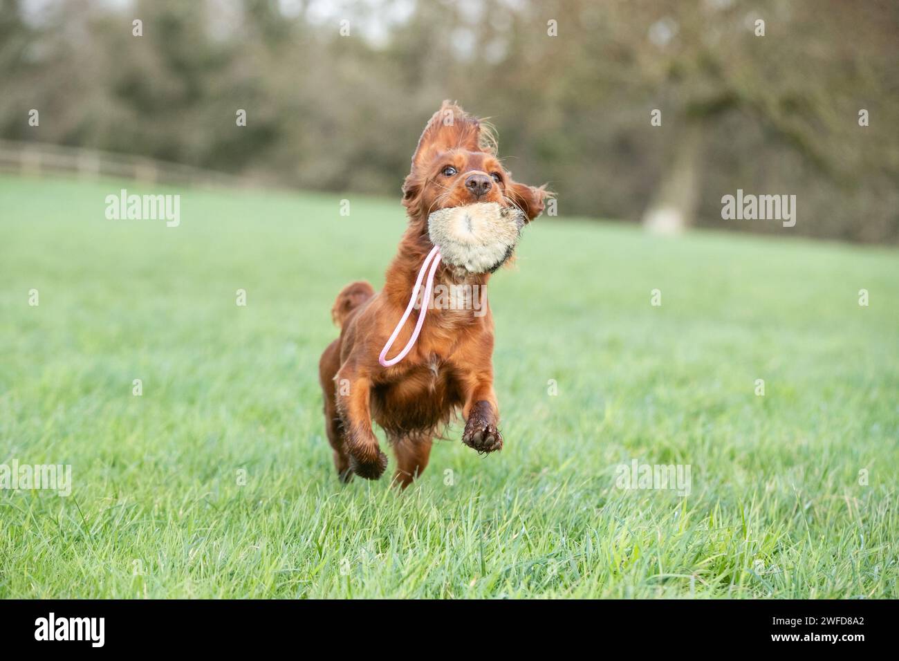 Gundog-Training mit Welpen Stockfoto