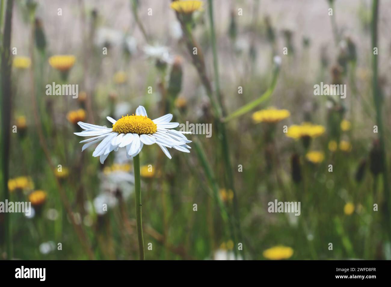 Eine einsame Blume von Feld Gänseblümchen. Frühlingsblühende Wiesenpflanzen in freier Wildbahn. Anlagenhintergrund. Stockfoto