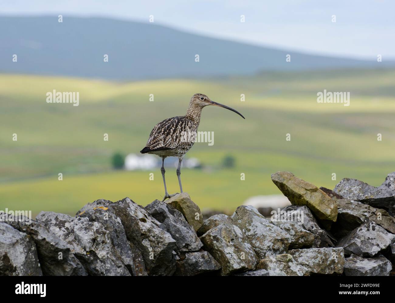 Eurasischer Brachvogel Numenius arquata, auf Trockenmauern Hochgebirgsfarm und Wiesen als Hintergrund, Juni. Stockfoto