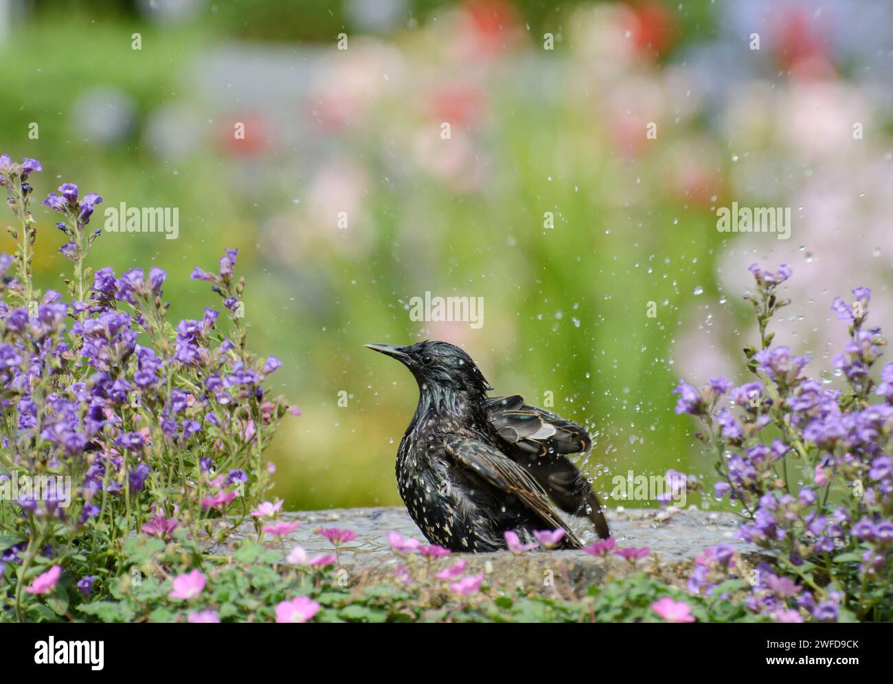 Europäischer Starling Sturnus vulgaris, Baden im Garten Vogelbad mit blühenden Pflanzen, Juni. Stockfoto