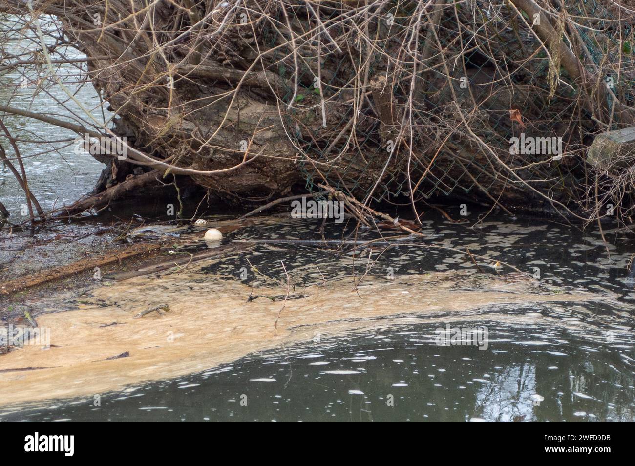 Datchet, Großbritannien. 30. Januar 2024. Abwasser sammelt sich an der Themse in Datchet, Berkshire. Das Wasser der Themse hat in diesem Monat mehrmals Abwässer aus dem nahegelegenen Windsor-Kläranlagenwerk in die Themse geleitet. Quelle: Maureen McLean/Alamy Live News Stockfoto