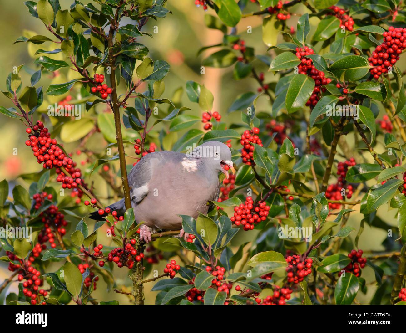Die gewöhnliche Holztaube Columba palumbus, die im stechpalmenstrauch sitzt und sich von stechpalmenbeeren ernährt, November. Stockfoto