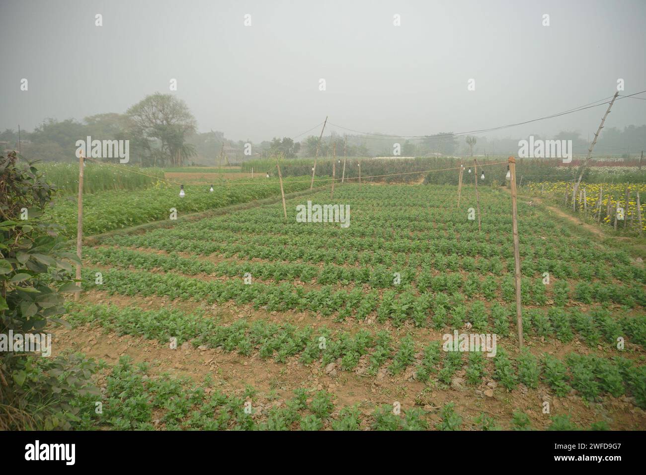 Kohl wird auf einem weiten Feld in Khirai, Westbengalen, Indien geerntet. Kohl, Brassica oleracea, ist eine grüne Biennalpflanze, die jährlich angebaut wird Stockfoto