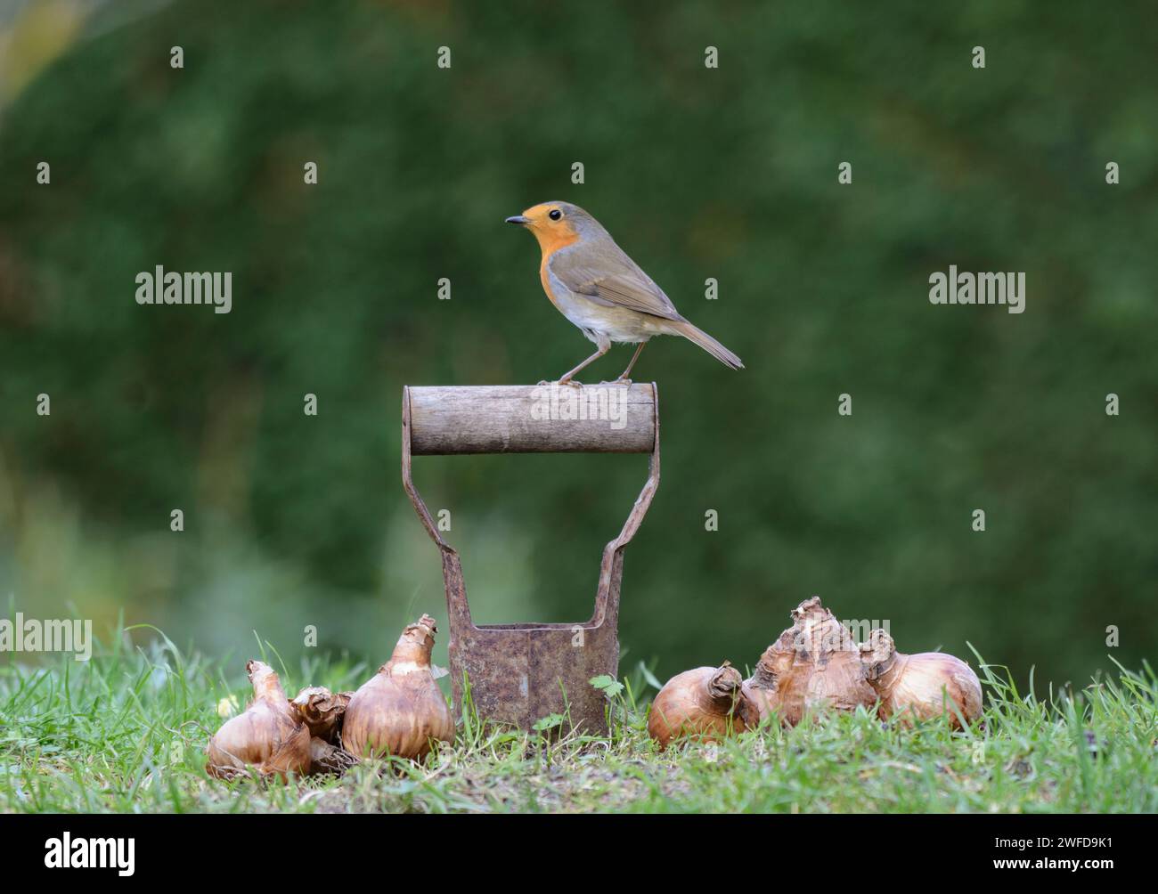 Europäischer robin Erithacus rubecula, auf Zwiebelpflanzen im Gartenrasen mit Narzissen, die darauf warten, gepflanzt zu werden, im November. Stockfoto