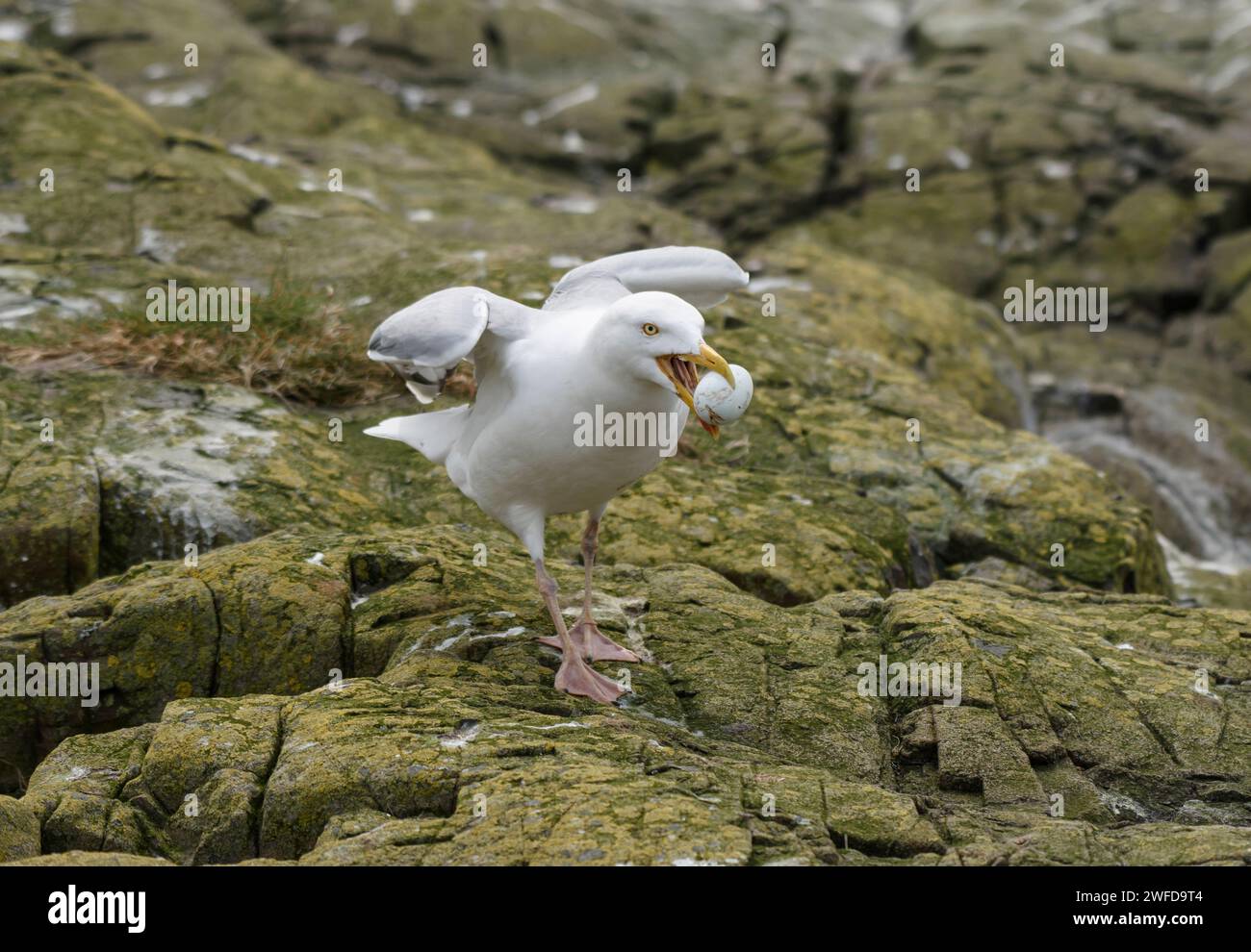 Heringsmöwe Larus argentatus, mit gestohlenem Ei aus einem Shags-Nest in einer Seevögelzuchtkolonie, Mai. Stockfoto