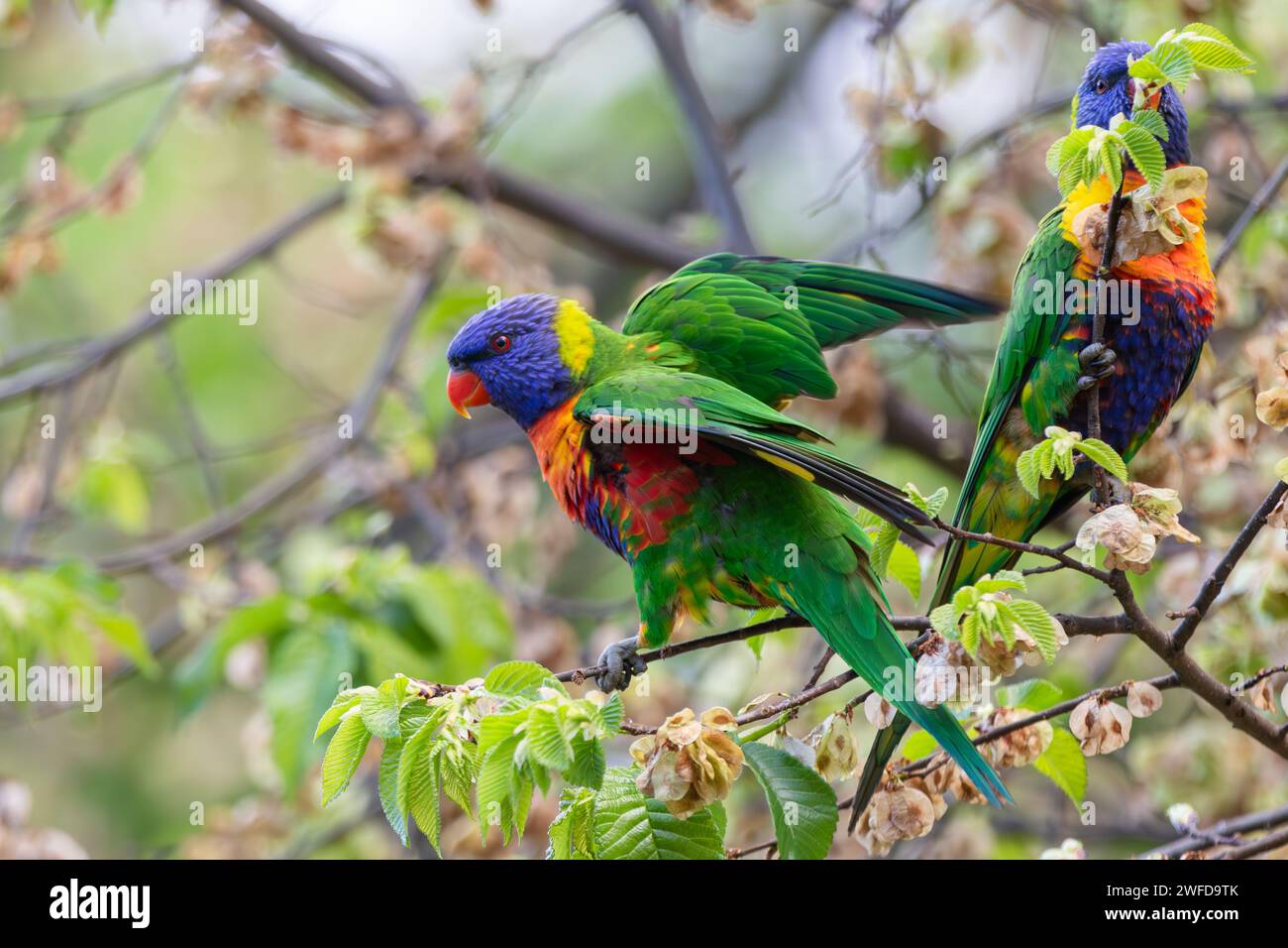 Ein Paar spektakulär farbiger Regenbogenpapageien (Trichoglossus moluccanus) sitzt in einem Baum in einem Park in einem Vorort von Melbourne, Australien. Stockfoto