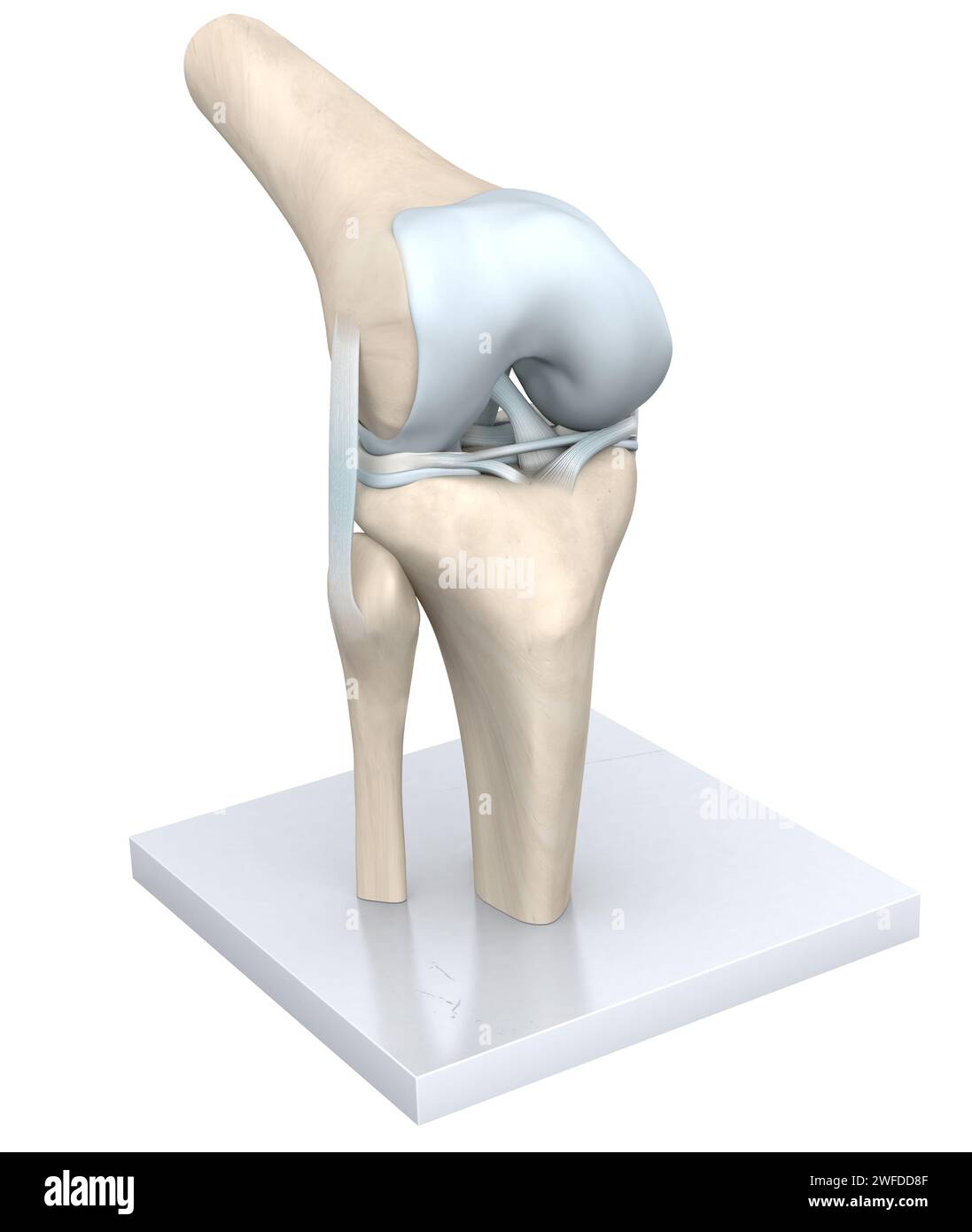 Das Kniegelenk, eine komplexe Scharnierstruktur, verbindet den Oberschenkelknochen (Femur) mit dem Schienbeinknochen (Tibia), das durch Knorpel gepolstert wird, wodurch Beugung und Dehnung ermöglicht werden Stockfoto