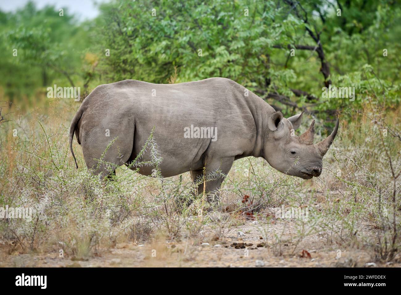 Schwarze Nashorn (Diceros Bicornis), Etosha Nationalpark, Namibia, Afrika Stockfoto