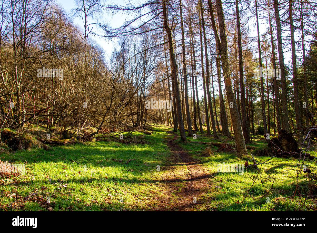 Wunderschöne Wintersonne durch die hohen Bäume im Templeton Woods in Dundee, Schottland Stockfoto