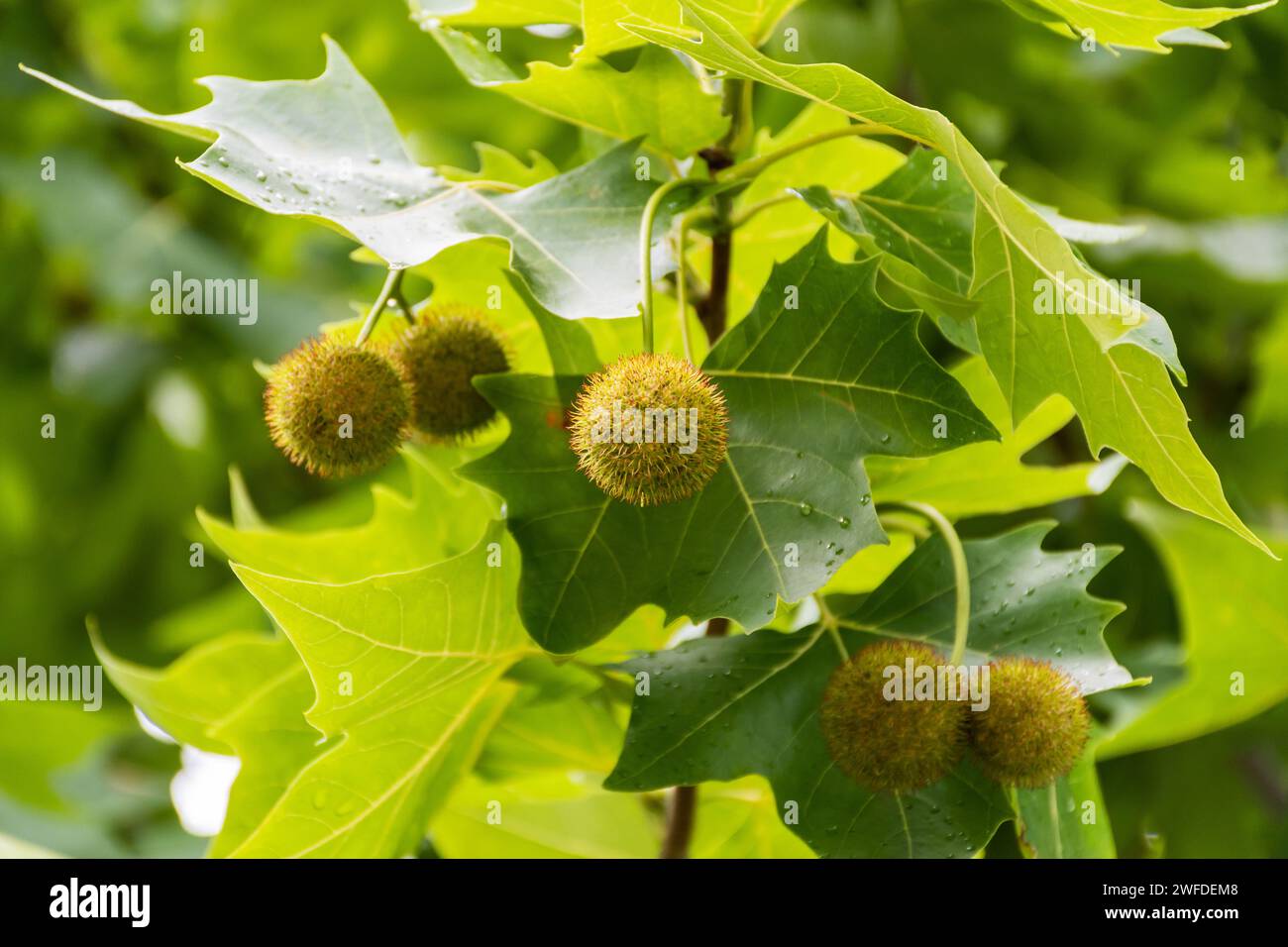 Blätter und Früchte von Platanus occidentalis, auch bekannt als amerikanische Platanus occidentalis. Stockfoto