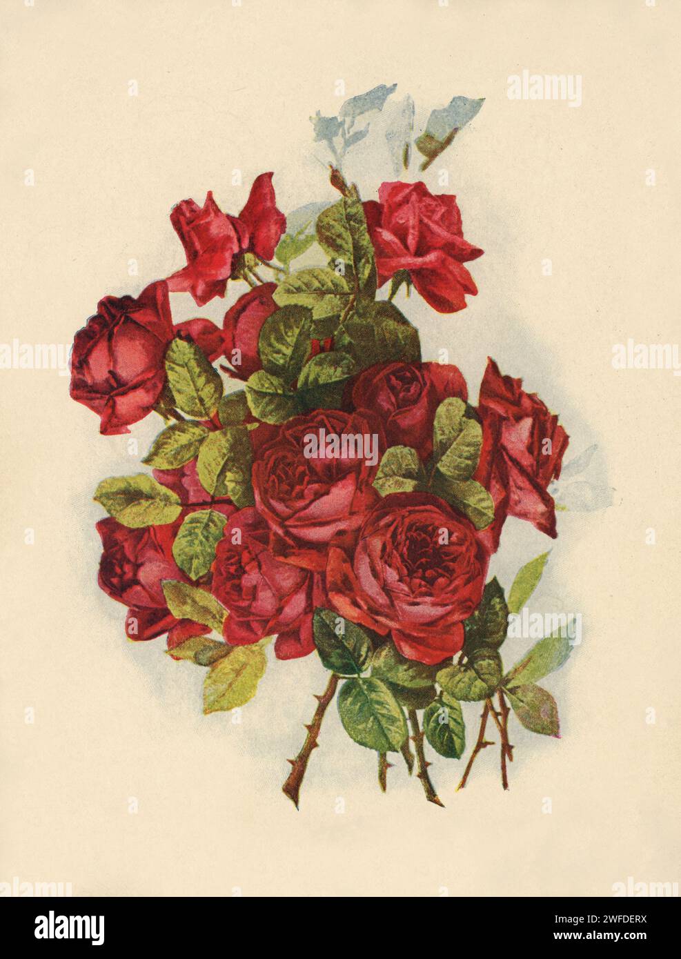 Vintage Red Rose Bouquet – Viktorianische Botanische Illustration Lithographie – Chromolithographie Botanische Platte Stockfoto