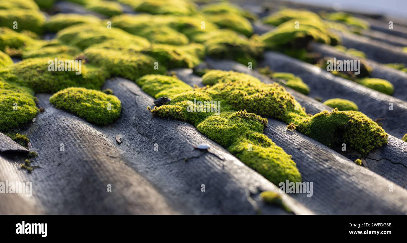 Altes Schieferdach mit Moos bedeckt. Sonnenlicht. Stockfoto