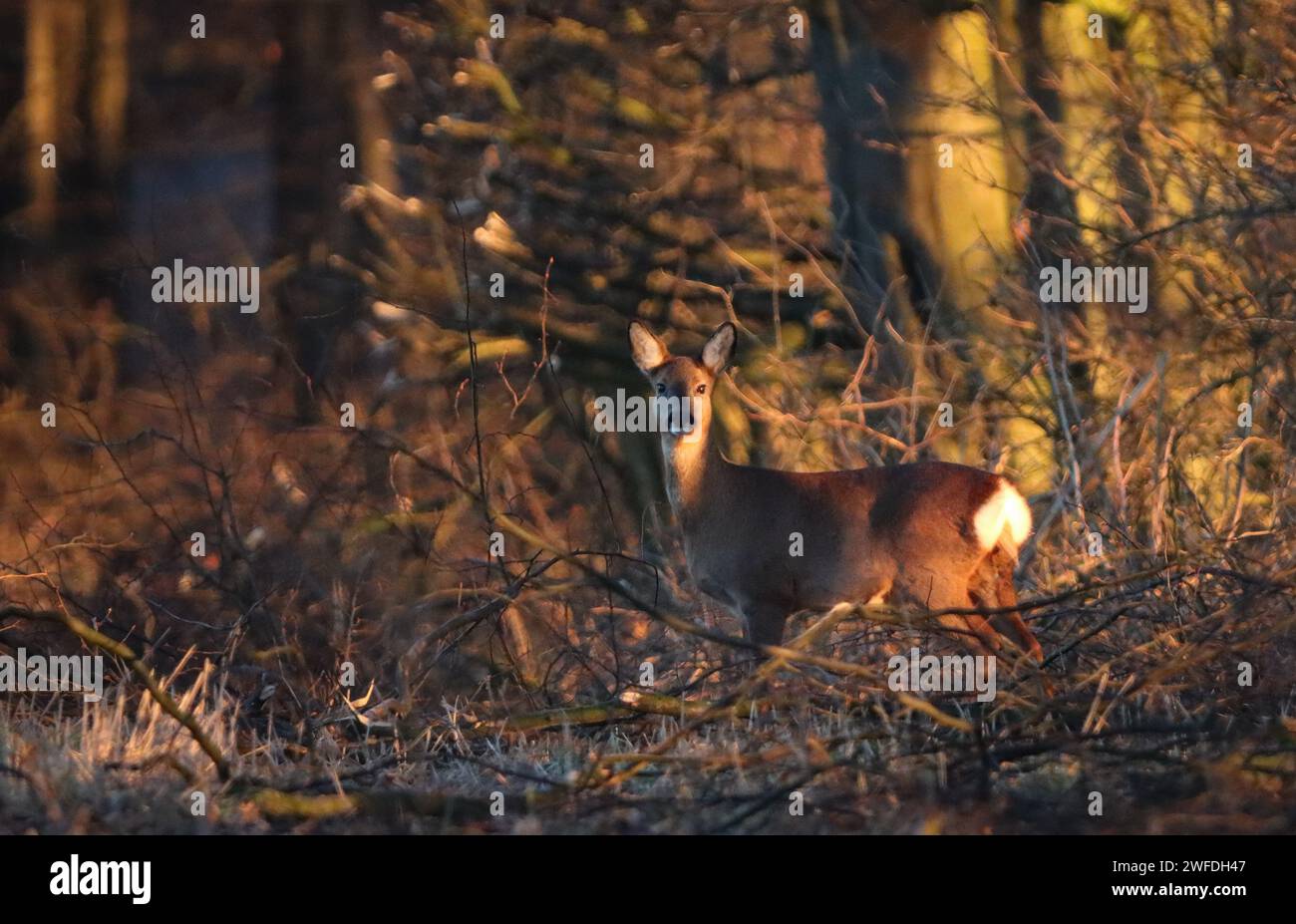 Hirsche im Wald an einem kalten Wintertag Stockfoto