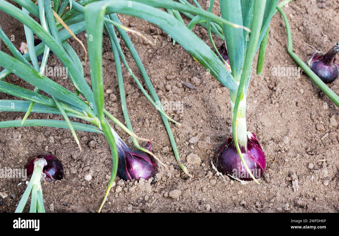 Zwiebelplantention. Zwiebeln aus roten Zwiebeln mit grünen Stielen im Gemüsegarten. Stockfoto