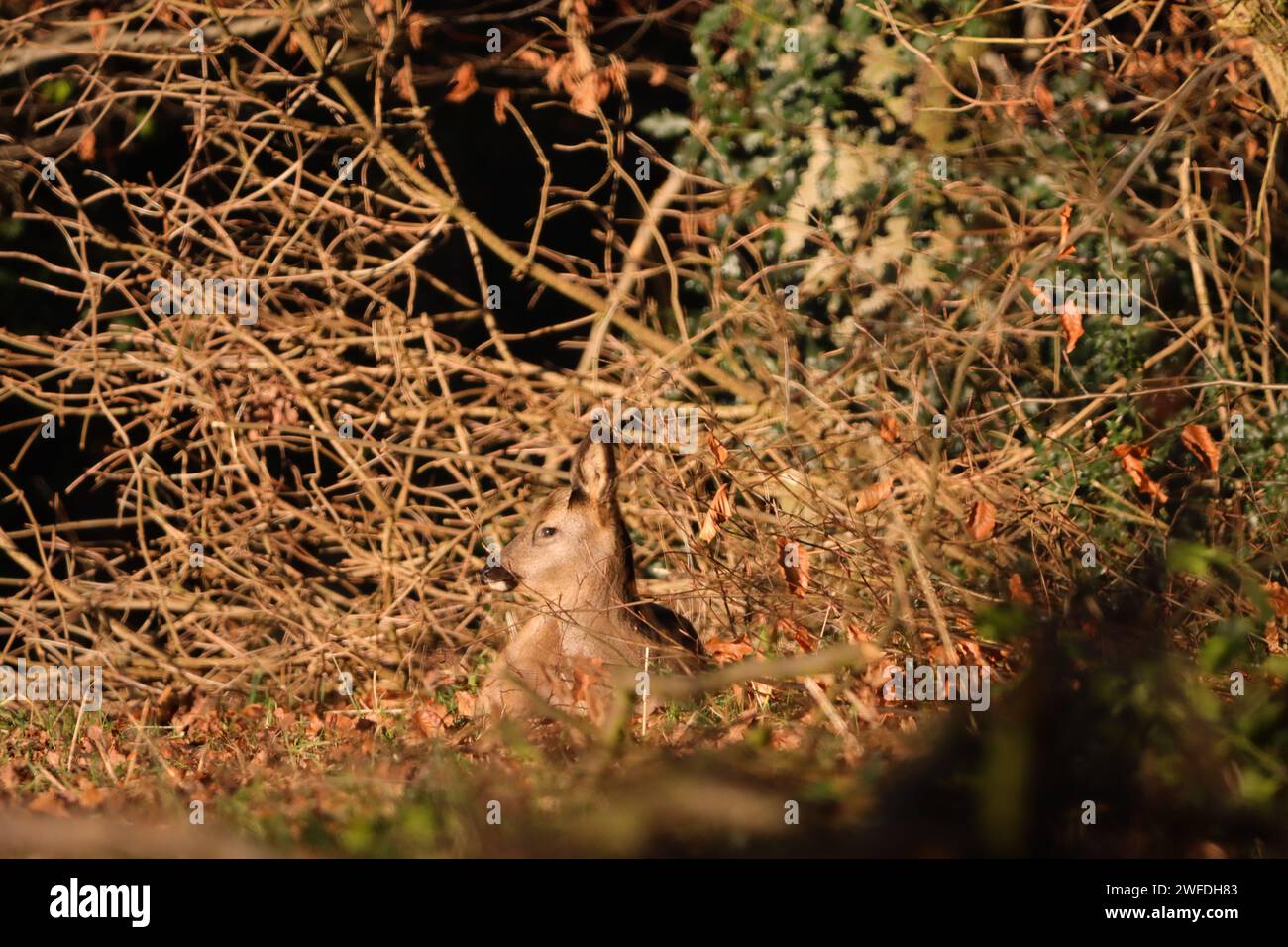 Entspannende Hirsche im Sonnenlicht Stockfoto