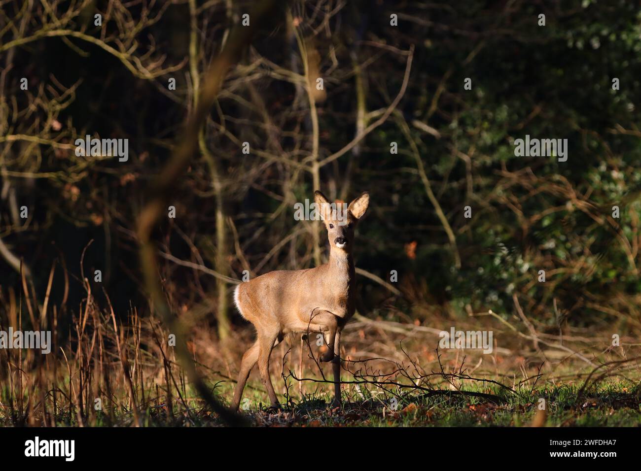 Hirsche isoliert im Wald Stockfoto