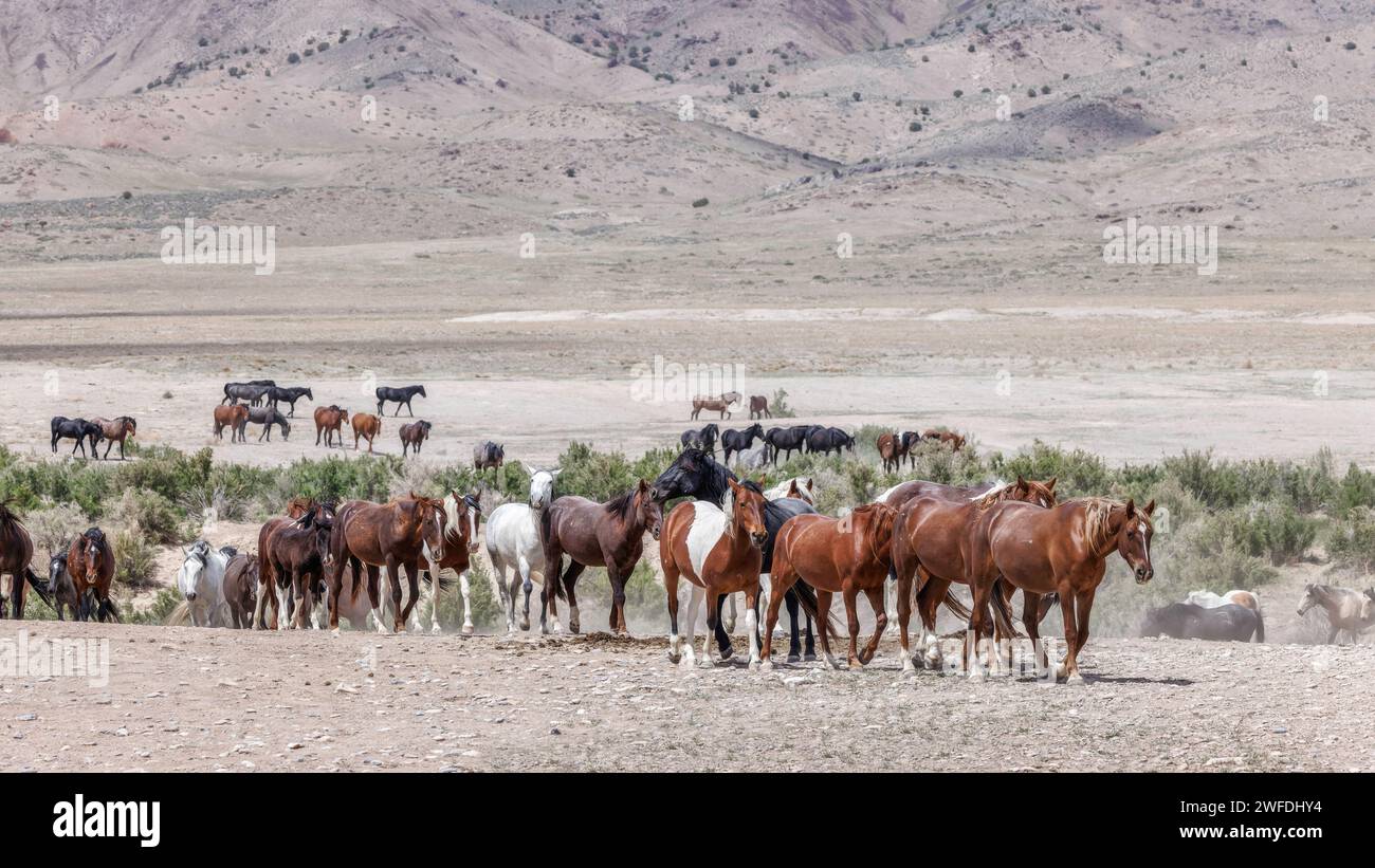 Die Wildpferdeherde des Onaqui Mountain hat eine leichte bis mittelschwere Struktur und ist in Farben wie Sauerampfer, roan, Buchleder, Schwarz, Palomino, und grau. Stockfoto