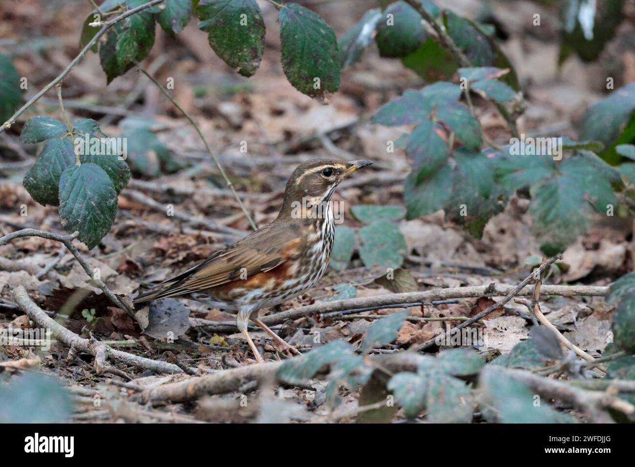 Rotflügel Turdus iliacus, kleine Soor grau braun Oberteile weißer Streifen über Auge dunkel gefleckte helle Unterteile Rostrot bündig an Flanken und Unterflügeln Stockfoto