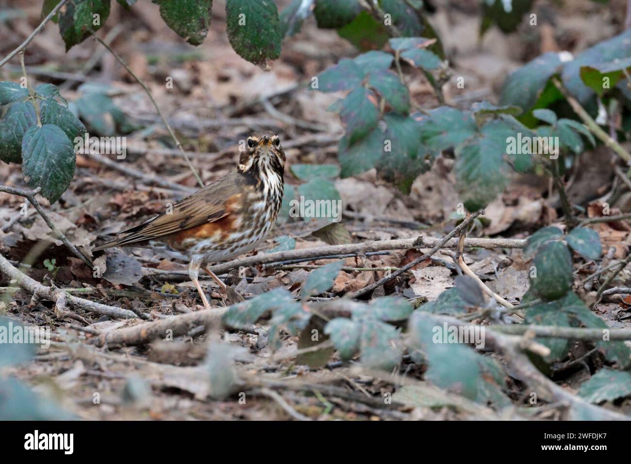 Rotflügel Turdus iliacus, kleine Soor grau braun Oberteile weißer Streifen über Auge dunkel gefleckte helle Unterteile Rostrot bündig an Flanken und Unterflügeln Stockfoto