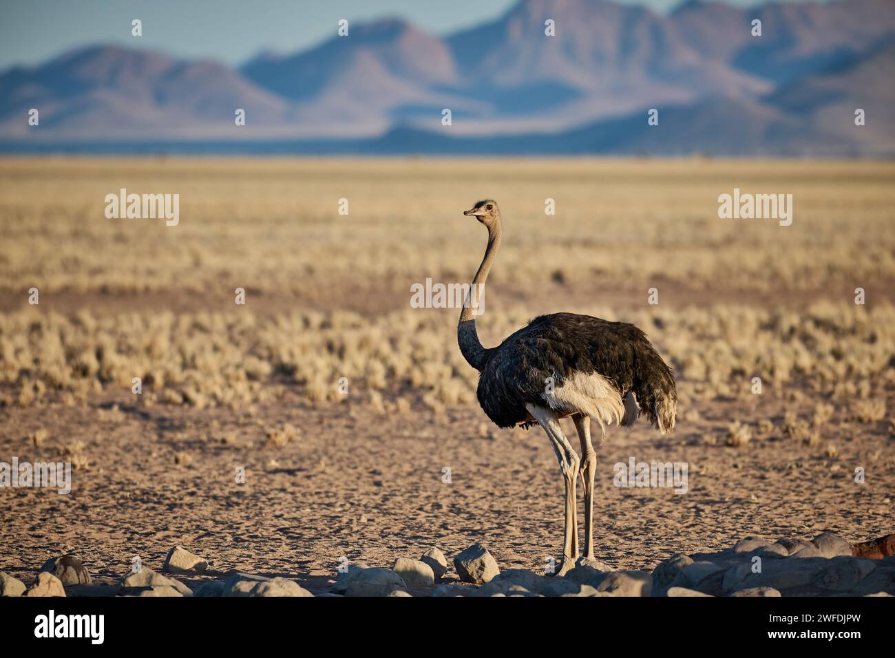 Männlicher gemeiner Strauß (Struthio camelus australis), Namib-Naukluft-Park, Namibia, Afrika Stockfoto