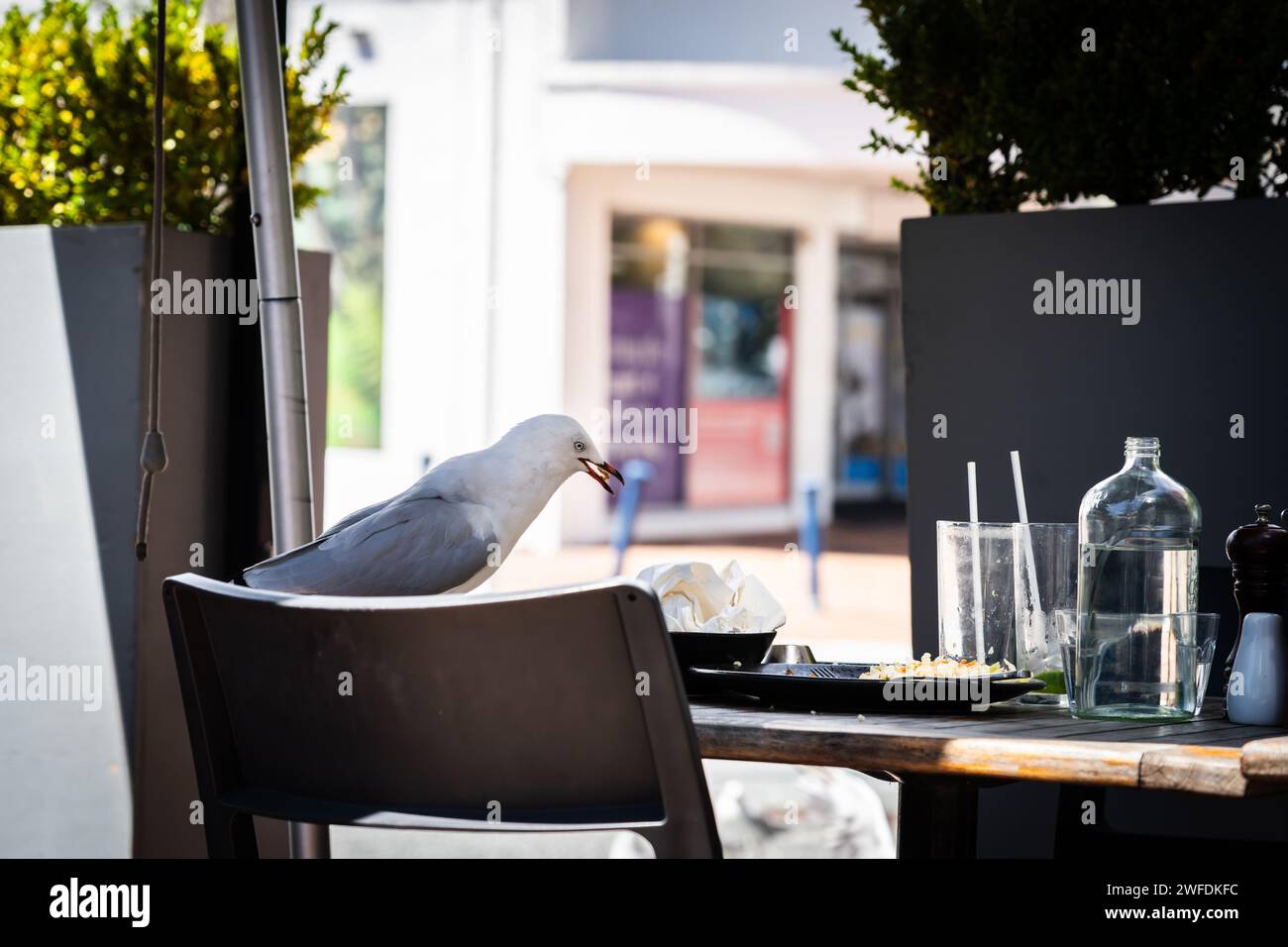 Seagull zieht nach Resten, als Restaurantbesucher in Tauranga gehen und sich selbst helfen. Stockfoto