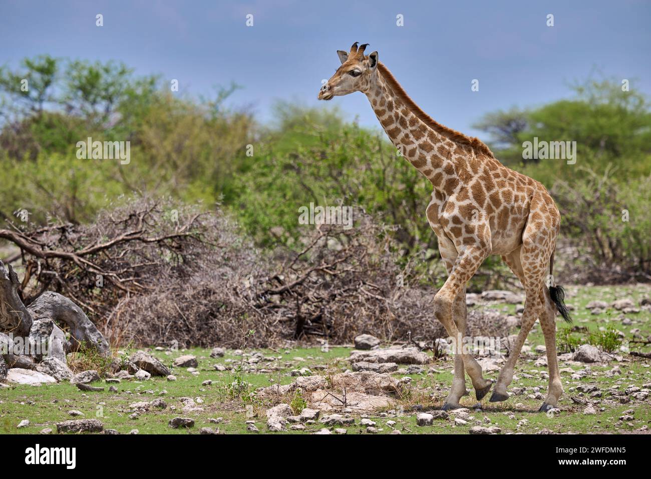 Junge angolanische Giraffe oder namibische Giraffe oder Rauchgiraffe (Giraffa camelopardalis angolensis), Etosha Nationalpark, Namibia, Africag Stockfoto