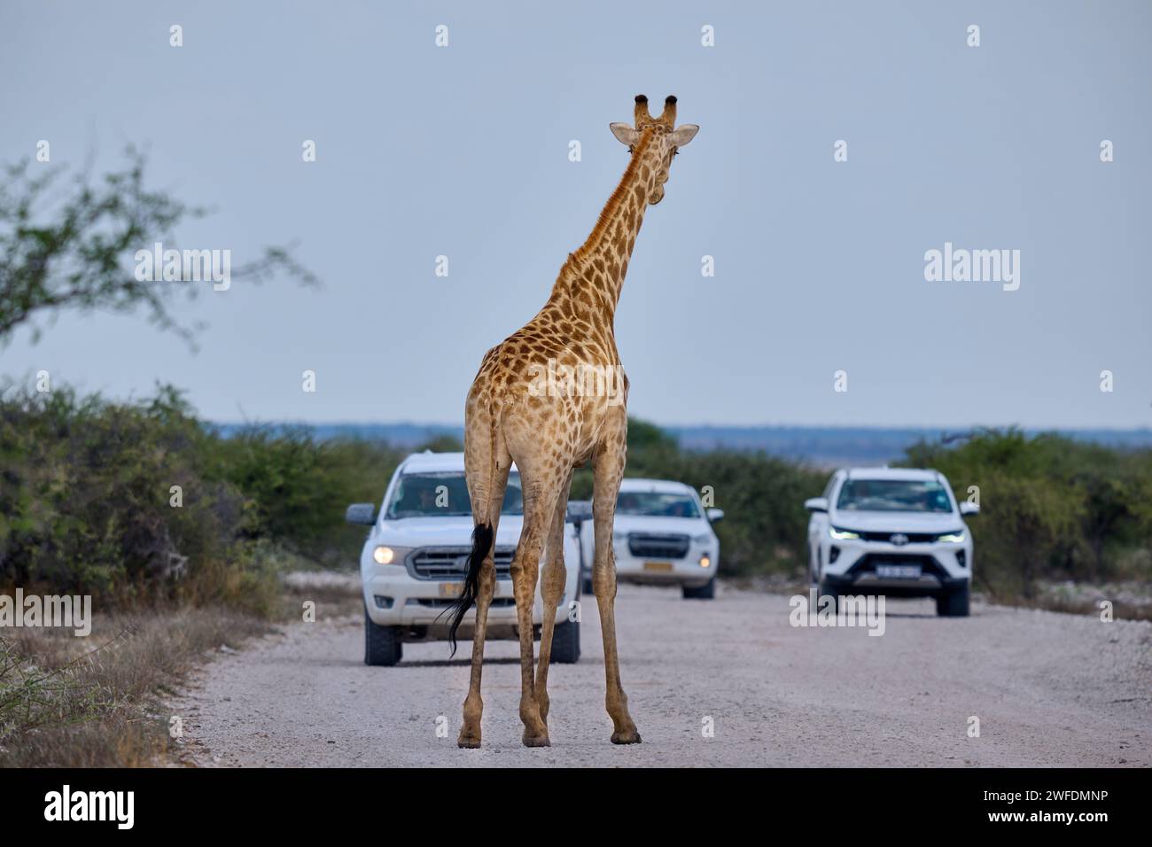 Angolanische Giraffe oder namibische Giraffe oder Rauchgiraffe (Giraffa camelopardalis angolensis), die eine Straße mit Autos hinter dem Etosha-Nationalpark überquert Stockfoto