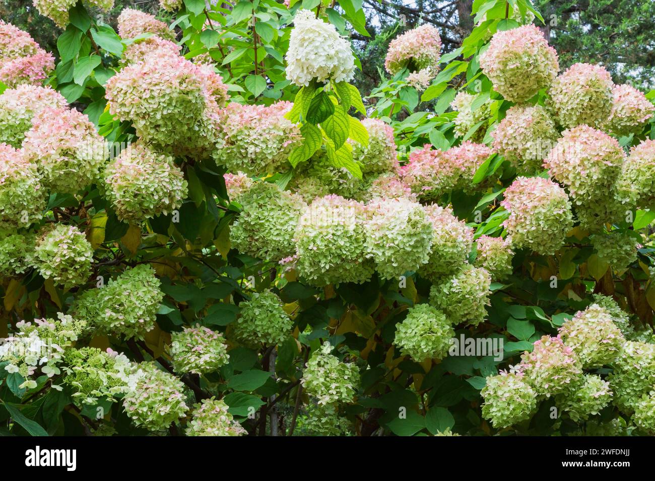 Hortensie-Sträucher mit rosafarbenen und lindgrünen Blütenköpfen im Herbst. Stockfoto