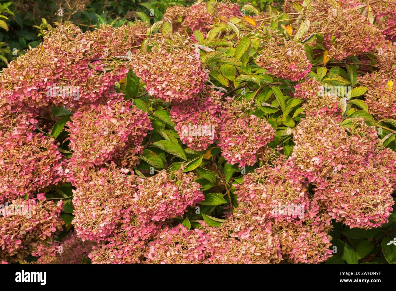 Rosafarbene Hortensie paniculata Blumenköpfe, die im Herbst braun werden. Stockfoto