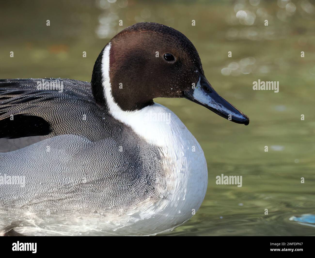 Nördlicher pintail, Spießente, Canard pilet, Anas acuta, nyílfarkú réce, Ungarn, Magyarország, Europa Stockfoto