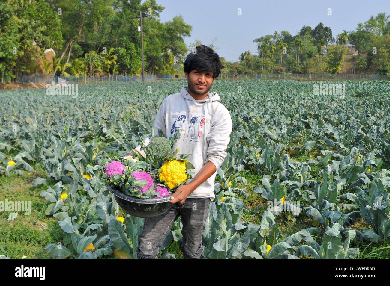 30. Januar 2024 Sylhet, Bangladesch: Der junge Landwirt MITHUN DEY arbeitet auf seinen bunten Blumenkohlfeldern. Er kultivierte insgesamt 6-farbigen Blumenkohl zusammen mit Valentina und Corotina Hybrid 2 Sorten, die anti-diabetische und Anti-Krebs-Eigenschaften haben, auch im Geschmack unterschiedlich. Am 30. Januar 2024 Sylhet, Bangladesch (Credit Image: © MD Rafayat Haque Khan/eyepix via ZUMA Press Wire) NUR REDAKTIONELLE VERWENDUNG! Nicht für kommerzielle ZWECKE! Stockfoto