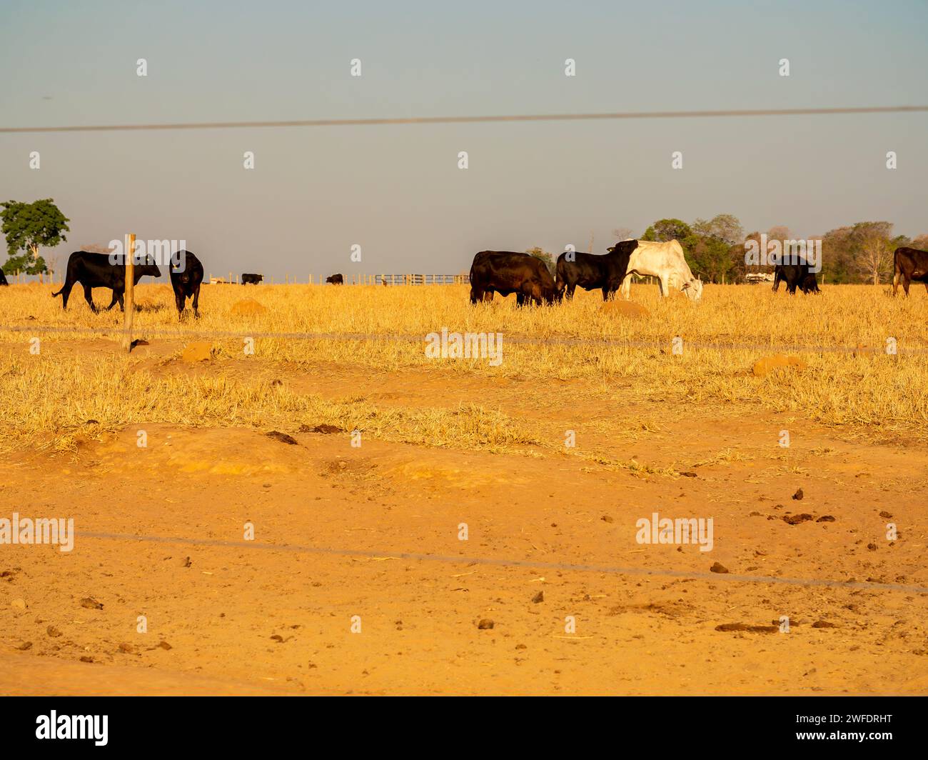 Kühe weiden auf einer ausgetrockneten Savanne in Brasilien Stockfoto