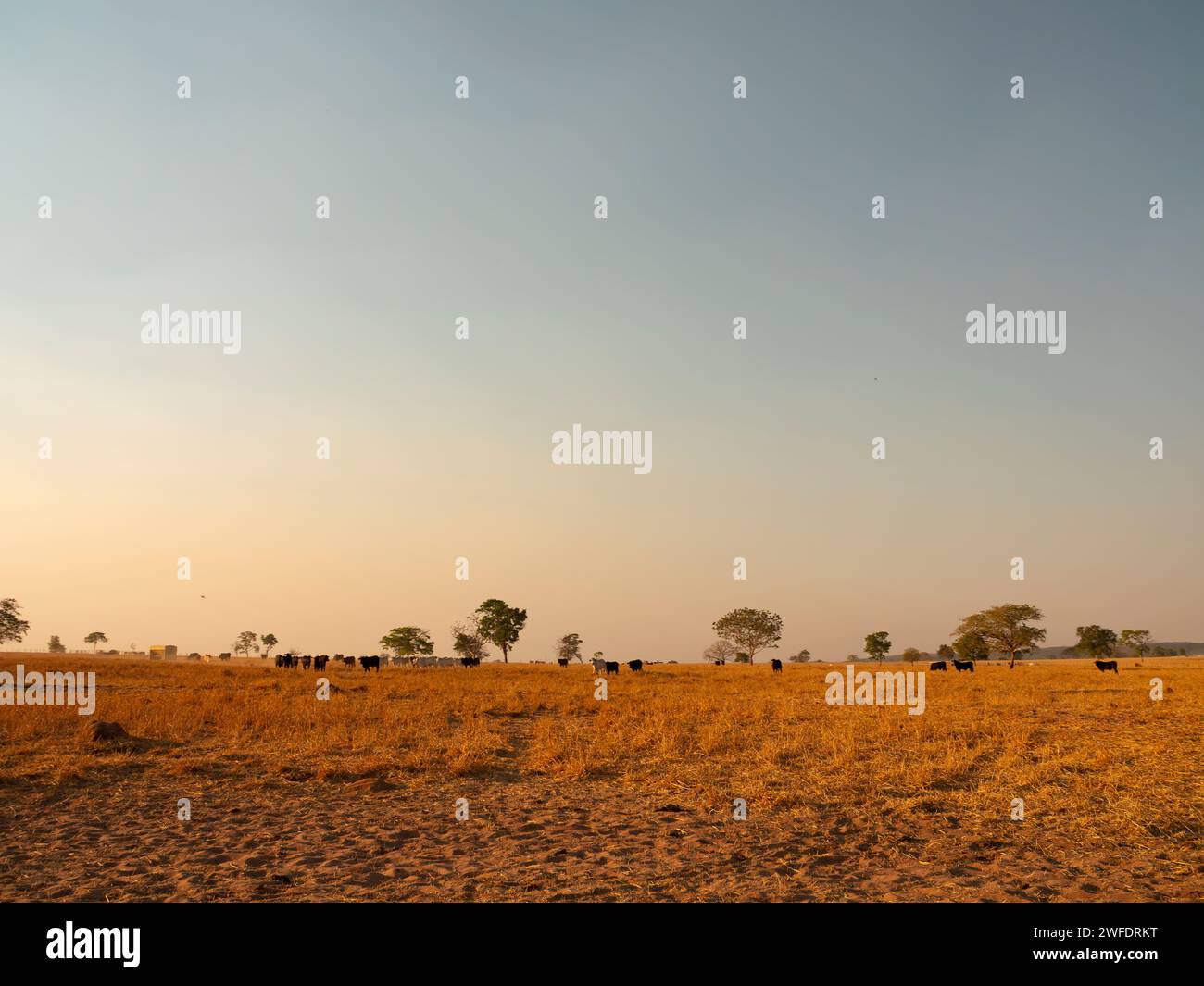 Kühe weiden auf einer ausgetrockneten Savanne in Brasilien Stockfoto