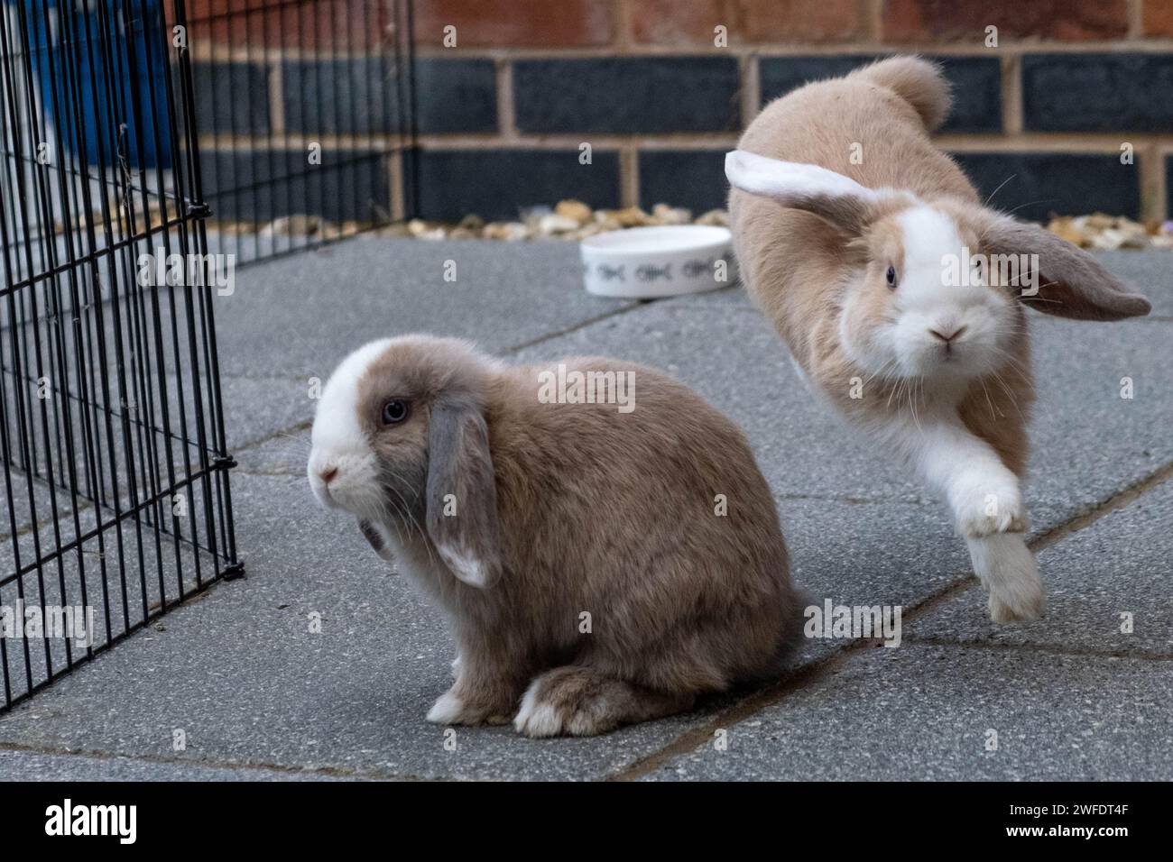 Playtime-Mätzchen: Ein Mini-Lop-Kaninchen in Bewegung, der andere sieht weiter Stockfoto