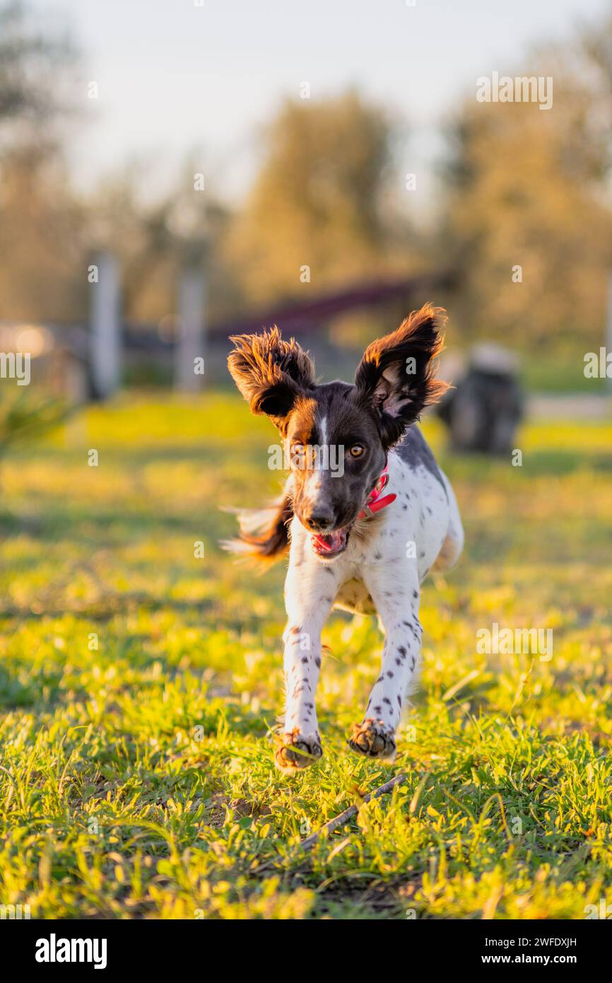 Ein englischer Springer Spaniel läuft Stockfoto