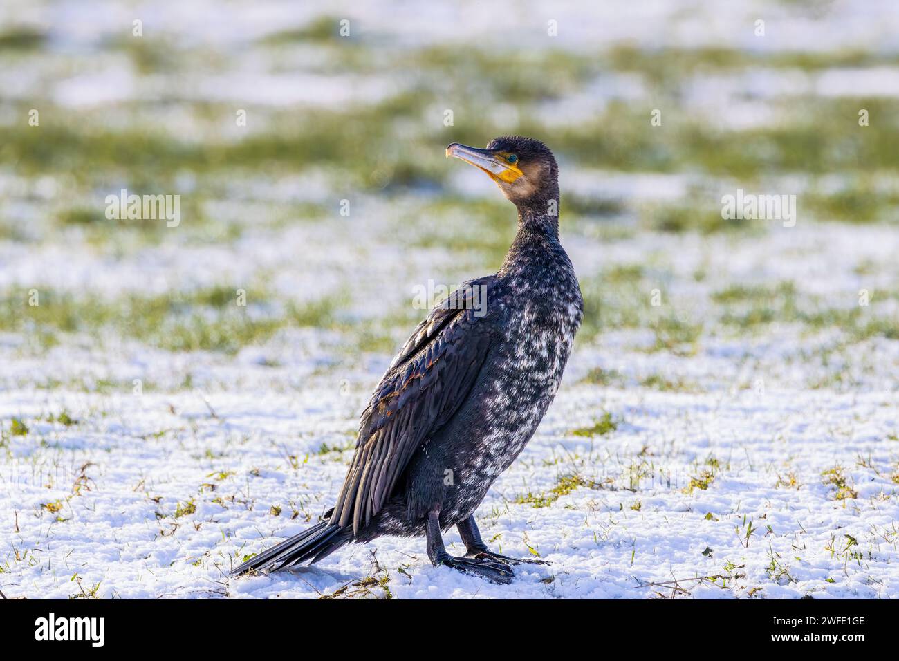 Nahaufnahme Porträt eines aufmerksamen rückblickenden Kormoranen, Phalacrocorax Carbo, mit verlängertem Hals und wachsamem Blick auf einer schneebedeckten Wiese mit gefalteten Flügeln Stockfoto