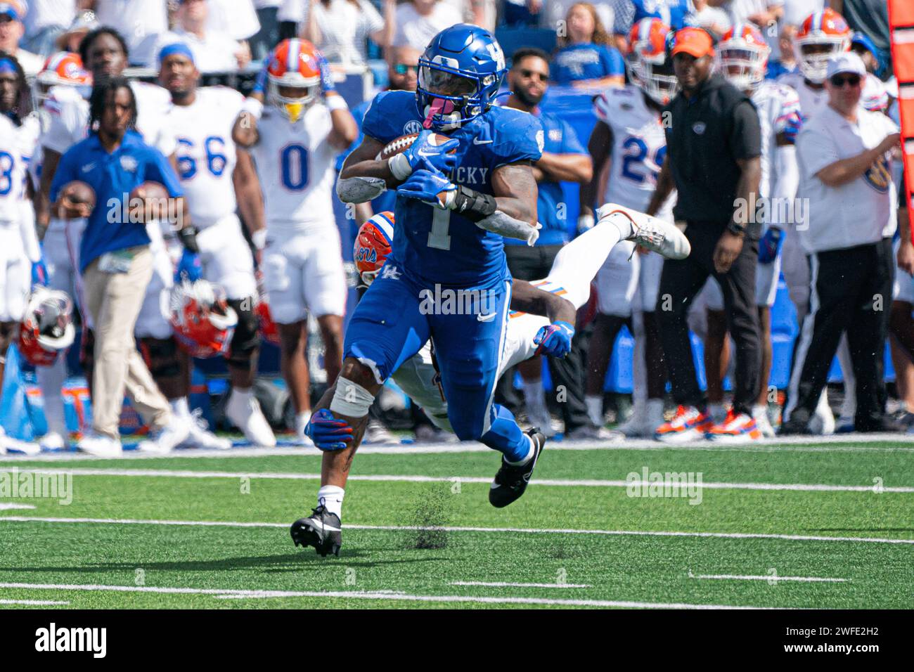 Kentucky Running Back Ray Davis spielt den Ball während des Fußballspiels Kentucky gegen Florida am 30. September 2024 in Lexington, Kentucky Stockfoto Kentucky Running Back Ray Davis spielt den Ball während des Fußballspiels Kentucky gegen Florida am 30. September 2024 in Lexington, Kentucky Stockfoto